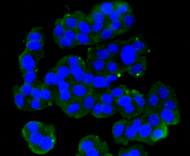 Immunofluorescence - GRM5 Monoclonal Antibody 