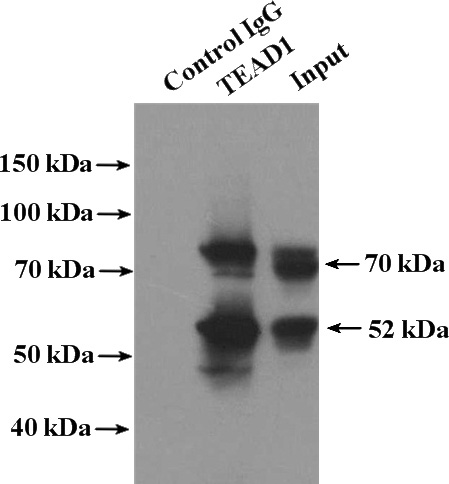 IP Result of anti-TEAD1 (IP:Catalog No:115931, 4ug; Detection:Catalog No:115931 1:300) with mouse skeletal muscle tissue lysate 220ug.