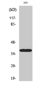 Fig1:; Western Blot analysis of various cells using 17β-HSD11 Polyclonal Antibody