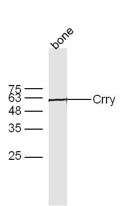 Fig2: Protein: bone(mouse) lyates at 40ug;; Primary: Rabbit Anti-Crry at 1:300;; Secondary: 800CW Conjugated Goat (polyclonal) Anti-Rabbit IgG(H+L) at 1: 10000;; Predicted band size:58 kD Observed band size:58 kD