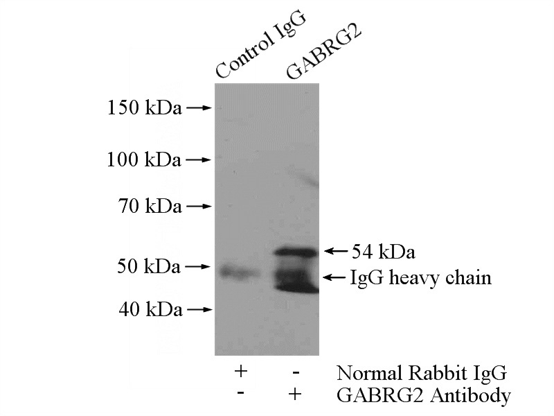 IP Result of anti-GABRG2 (IP:Catalog No:110813, 4ug; Detection:Catalog No:110813 1:500) with mouse brain tissue lysate 4000ug.
