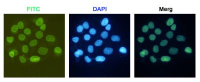 Immunocytochemistry staining of HeLa cells fixed with 4% Paraformaldehyde and using anti-GCNF mouse mAb (dilution 1:200).