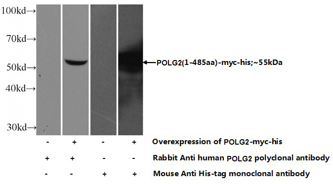 Transfected HEK-293 cells were subjected to SDS PAGE followed by western blot with Catalog No:114002(POLG2 Antibody) at dilution of 1:800