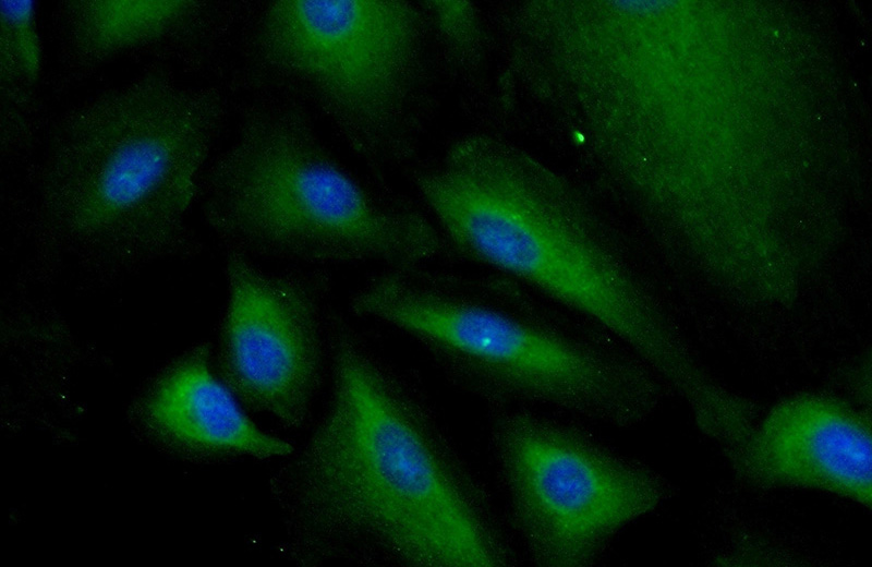 Immunofluorescent analysis of (-20oc Ethanol) fixed A549 cells using Catalog No:112835(MRPL53 Antibody) at dilution of 1:25 and Alexa Fluor 488-congugated AffiniPure Goat Anti-Rabbit IgG(H+L)