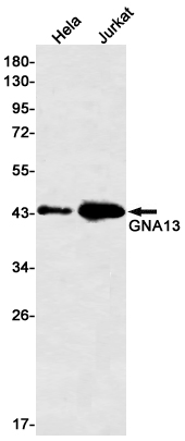Western blot detection of GNA13 [KO Validated] in Hela,Jurkat cell lysates using GNA13 Rabbit mAb [KO Validated](1:500 diluted).Predicted band size:44kDa.Observed band size:44kDa.