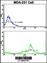 Flow cytometric analysis of MDA-231 cells using C5 Antibody (N-term)(bottom histogram) compared to a negative control cell (top histogram). FITC-conjugated goat-anti-rabbit secondary antibodies were used for the analysis.