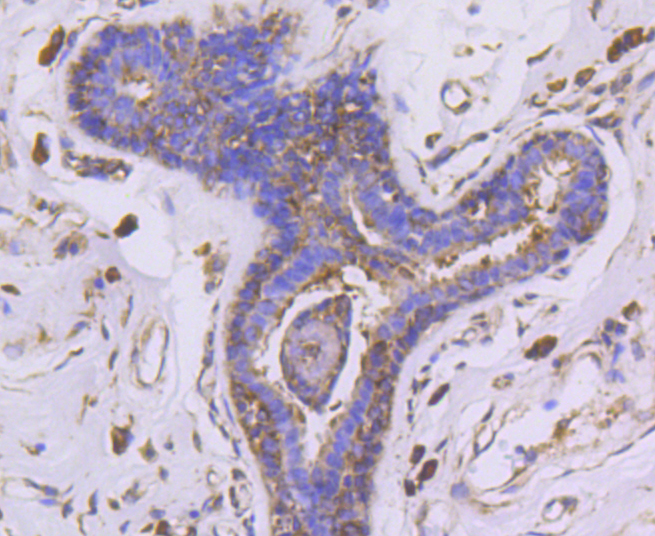 Immunohistochemistry - EGLN2 Monoclonal Antibody 