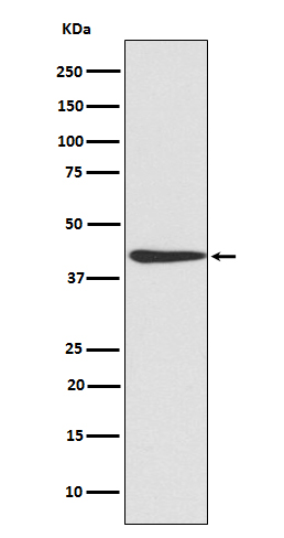 Western blot analysis of CREB expression in NIH/3T3 cell lysate.