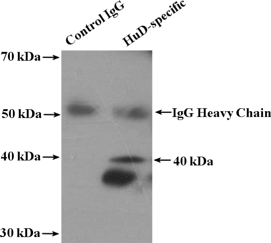 IP Result of anti-ELAVL4 (IP:Catalog No:111719, 4ug; Detection:Catalog No:111719 1:300) with mouse brain tissue lysate 3600ug.