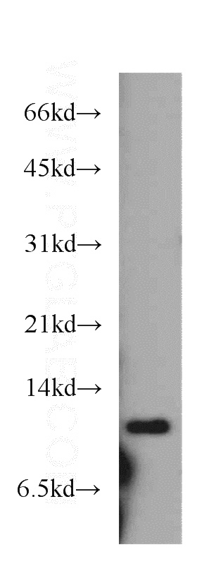 mouse heart tissue were subjected to SDS PAGE followed by western blot with Catalog No:109495(COX6B2 antibody) at dilution of 1:100