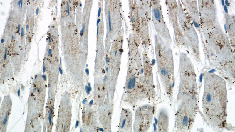Immunohistochemistry of paraffin-embedded human heart tissue slide using Catalog No:111029(GLOD4 Antibody) at dilution of 1:50 (under 40x lens)