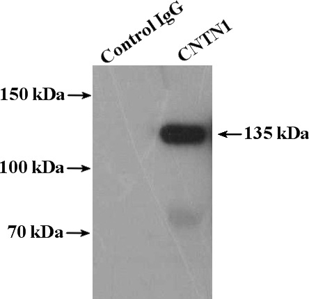 IP Result of anti-CNTN1 (IP:Catalog No:109362, 4ug; Detection:Catalog No:109362 1:1500) with rat brain tissue lysate 4000ug.