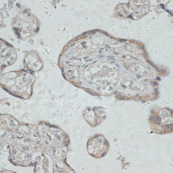 Immunohistochemistry - GPR78 Polyclonal Antibody 