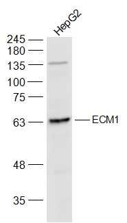 Fig1: Sample:; HepG2(Human) Cell Lysate at 30 ug; Primary: Anti-ECM1 at 1/300 dilution; Secondary: IRDye800CW Goat Anti-Rabbit IgG at 1/20000 dilution; Predicted band size: 59 kD; Observed band size: 64 kD