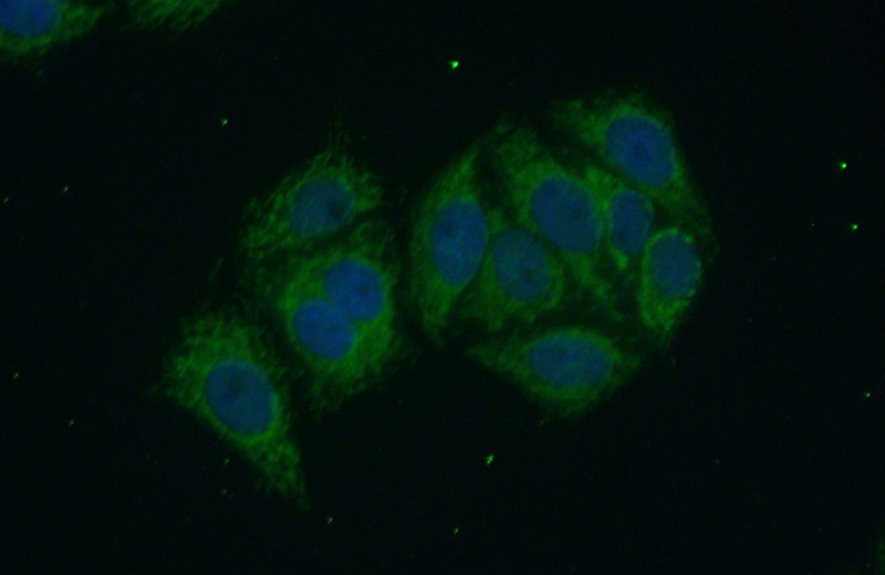 Immunofluorescent analysis of (10% Formaldehyde) fixed HepG2 cells using Catalog No:115351(SLC9A9 Antibody) at dilution of 1:50 and Alexa Fluor 488-congugated AffiniPure Goat Anti-Rabbit IgG(H+L)