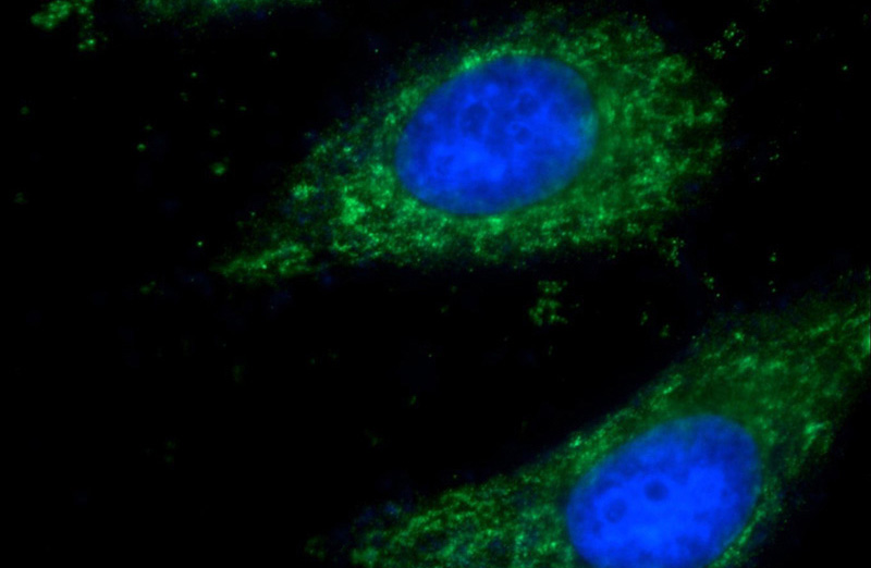 Immunofluorescent analysis of HepG2 cells using Catalog No:109213(CHCHD3 Antibody) at dilution of 1:50 and Alexa Fluor 488-congugated AffiniPure Goat Anti-Rabbit IgG(H+L)