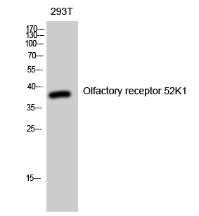 Fig1:; Western Blot analysis of 293T cells using Olfactory receptor 52K1 Polyclonal Antibody diluted at 1: 2000