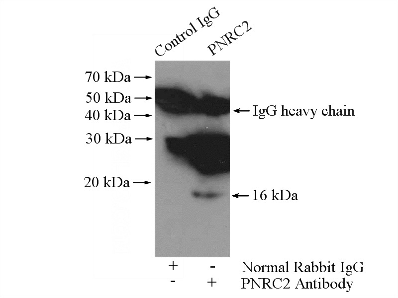 IP Result of anti-PNRC2 (IP:Catalog No:113986, 4ug; Detection:Catalog No:113986 1:300) with mouse lung tissue lysate 4000ug.