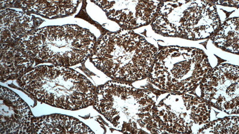 Immunohistochemistry of paraffin-embedded mouse testis tissue slide using Catalog No:115929(TDRD5 Antibody) at dilution of 1:50 (under 10x lens)