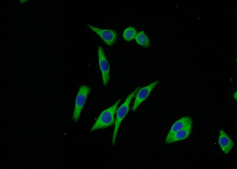 Immunofluorescent analysis of (-20oc Ethanol) fixed HeLa cells using Catalog No:112651(MLPH Antibody) at dilution of 1:50 and Alexa Fluor 488-congugated AffiniPure Goat Anti-Rabbit IgG(H+L)