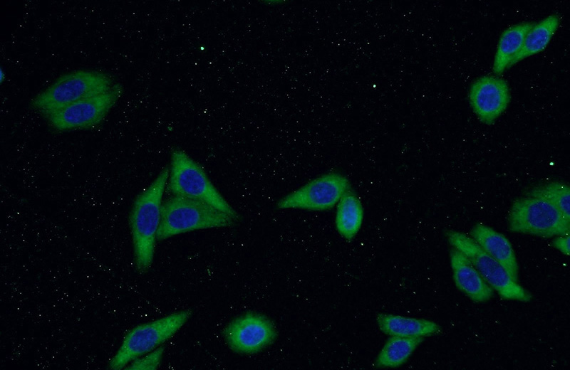 Immunofluorescent analysis of HepG2 cells using Catalog No:112279(LAMR1,RPSA Antibody) at dilution of 1:50 and Alexa Fluor 488-congugated AffiniPure Goat Anti-Rabbit IgG(H+L)