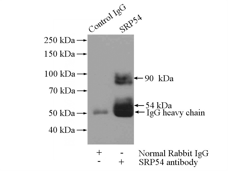 IP Result of anti-SRP54 (IP:Catalog No:115592, 4ug; Detection:Catalog No:115592 1:500) with human placenta tissue lysate 4000ug.