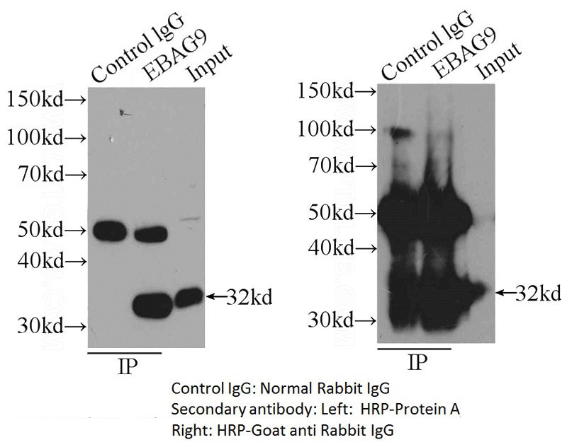 IP sample detected with different secondary antibodies. Normal Rabbit IgG (Catalog No:111690) as control.