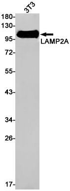 Western blot detection of LAMP2A in 3T3 cell lysates using LAMP2A Rabbit pAb(1:1000 diluted).Predicted band size:45kDa.Observed band size:110kDa.