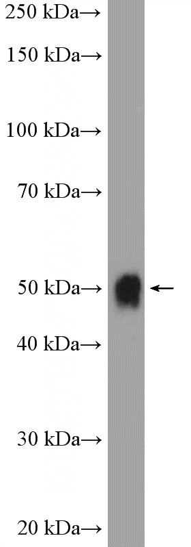 mouse liver tissue were subjected to SDS PAGE followed by western blot with Catalog No:116559(UGT2B7 Antibody) at dilution of 1:1000