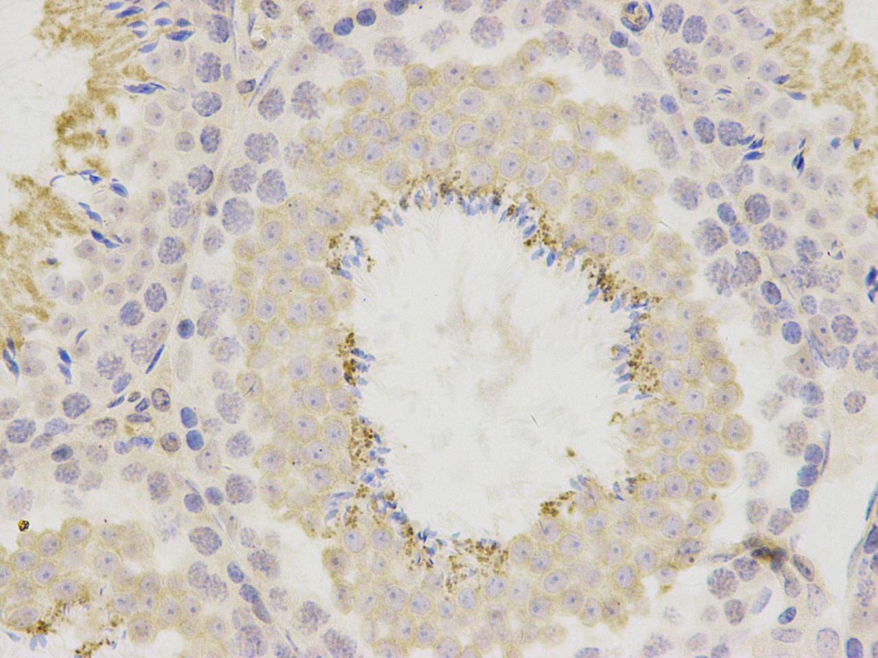 Fig3: Immunohistochemical analysis of paraffin-embedded mouse testis tissue using anti- BNC1 rabbit polyclonal antibody.