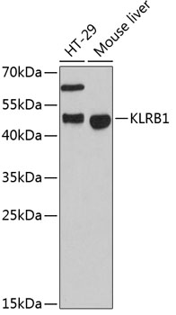 Western blot - KLRB1 Polyclonal Antibody 