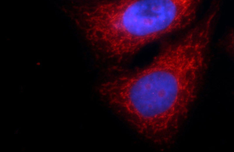 Immunofluorescent analysis of HepG2 cells using Catalog No:112846(MRPS18B Antibody) at dilution of 1:50 andand Rhodamine-labeled goat anti-rabbit IgG (red).