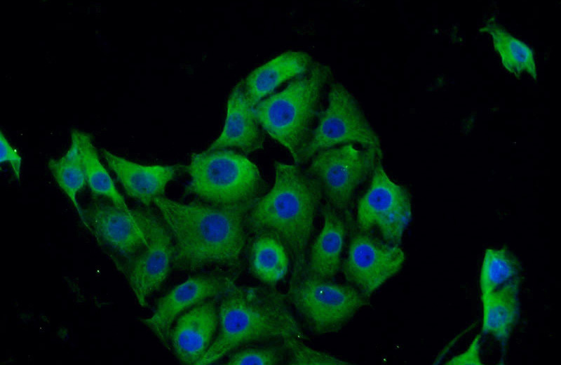 Immunofluorescent analysis of SH-SY5Y cells using Catalog No:117137(BHLHE22 Antibody) at dilution of 1:25 and Alexa Fluor 488-congugated AffiniPure Goat Anti-Rabbit IgG(H+L)