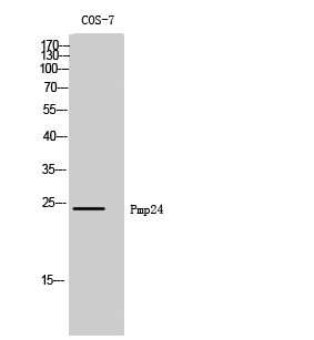 Fig1:; Western Blot analysis of COS-7 cells using Pmp24 Polyclonal Antibody