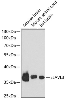 Western blot - ELAVL3 Polyclonal Antibody 