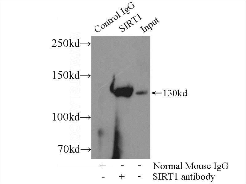 IP Result of anti-SIRT1 (IP:Catalog No:107587, 5ug; Detection:Catalog No:107587 1:1000) with HeLa cells lysate 2000ug.