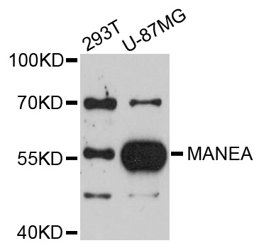 Western blot - MANEA Polyclonal Antibody 