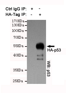Immunoprecipitation analysis of CHO K1 cell lysates transfected with HA-tagged p53 using HA-Tag Rabbit pAb (1:100 diluted). p53 mouse mAb (200240-6C4) was used for the western blot analysis (1:1000 diluted).