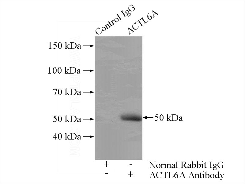 IP Result of anti-ACTL6A (IP:Catalog No:107707, 4ug; Detection:Catalog No:107707 1:500) with HeLa cells lysate 1200ug.
