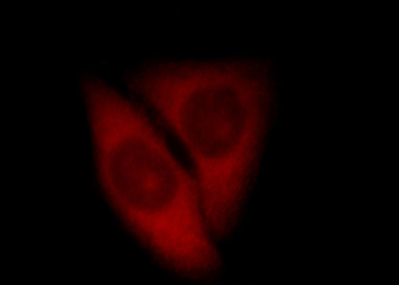 Immunofluorescent analysis of HepG2 cells, using IPO4 antibody Catalog No:111820 at 1:25 dilution and Rhodamine-labeled goat anti-rabbit IgG (red).