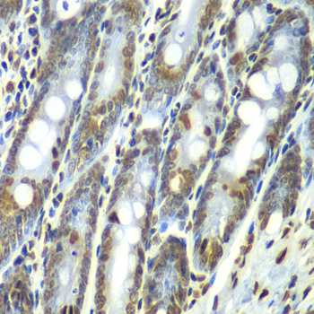 Immunohistochemistry - SEPT7 Polyclonal Antibody 