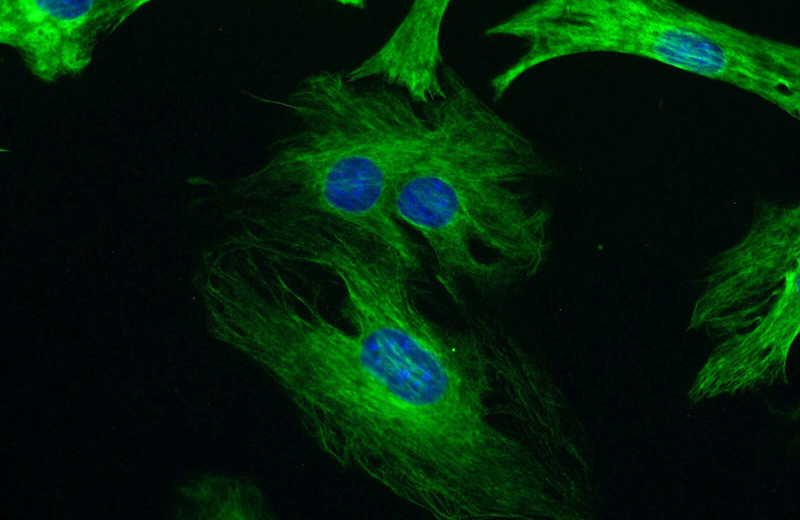 Immunofluorescent analysis of (-20oc Ethanol) fixed C2C12 cell using Catalog No:109897(Desmin Antibody) at dilution of 1:50 and Alexa Fluor 488-congugated AffiniPure Goat Anti-Rabbit IgG(H+L)