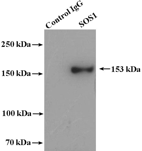 IP Result of anti-SOS1 (IP:Catalog No:115508, 4ug; Detection:Catalog No:115508 1:500) with mouse brain tissue lysate 4000ug.
