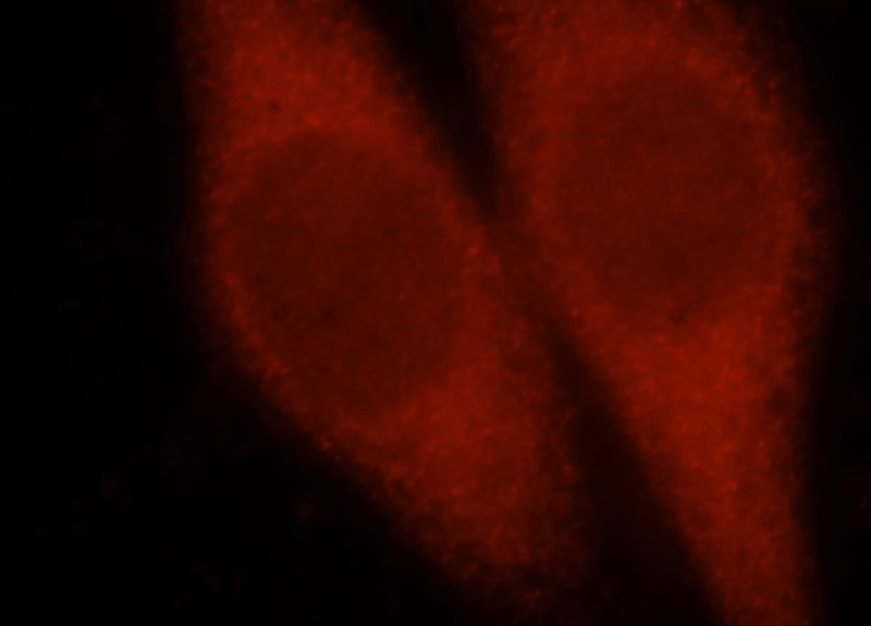 Immunofluorescent analysis of Hela cells, using PCBD1 antibody Catalog No:113683 at 1:25 dilution and Rhodamine-labeled goat anti-rabbit IgG (red).