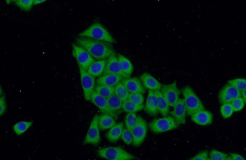 Immunofluorescent analysis of HeLa cells using Catalog No:107732(ACC Antibody) at dilution of 1:50 and Alexa Fluor 488-congugated AffiniPure Goat Anti-Rabbit IgG(H+L)