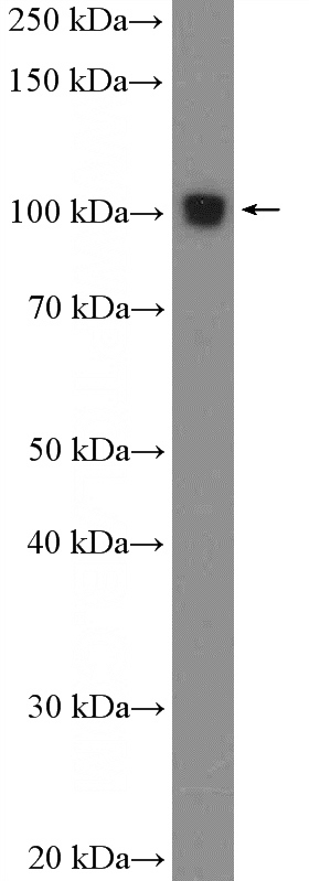 mouse spleen tissue were subjected to SDS PAGE followed by western blot with Catalog No:109349(CLEC16A Antibody) at dilution of 1:600