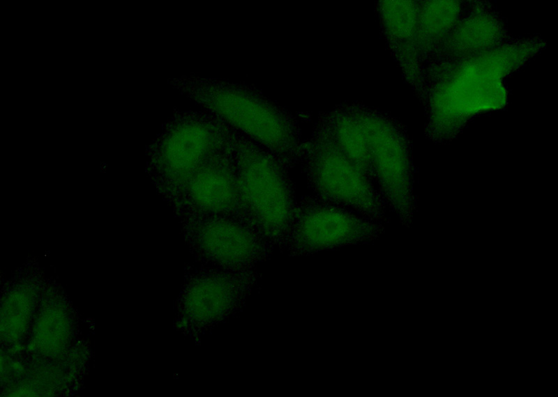 Immunofluorescent analysis of (10% Formaldehyde) fixed HepG2 cells using Catalog No:110425(EZH2 Antibody) at dilution of 1:50 and Alexa Fluor 488-congugated AffiniPure Goat Anti-Rabbit IgG(H+L)