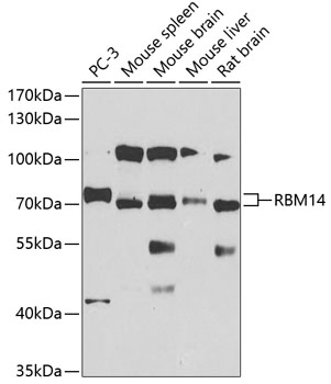 Western blot - RBM14 Polyclonal Antibody 