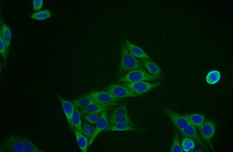 Immunofluorescent analysis of HepG2 cells using Catalog No:117172(ZNF395 Antibody) at dilution of 1:25 and Alexa Fluor 488-congugated AffiniPure Goat Anti-Rabbit IgG(H+L)