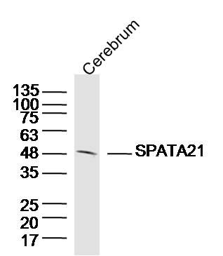 Fig1: Sample: Cerebrum (Mouse) Lysate at 40 ug; Primary: Anti-SPATA21 at 1/300 dilution; Secondary: IRDye800CW Goat Anti-Rabbit IgG at 1/20000 dilution; Predicted band size: 52kD; Observed band size: 50kD